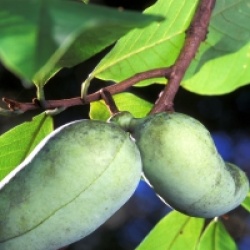 Asimina triloba