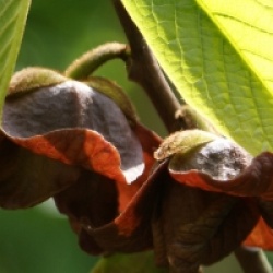 Asimina triloba