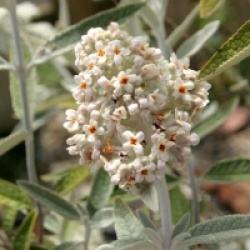 Buddleja davidii Silver Anniversary �