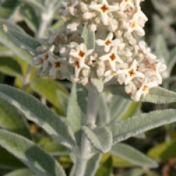 Buddleja davidii Silver Anniversary �