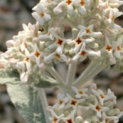 Buddleja davidii Silver Anniversary � - Buddleia Silver Anniversary �
