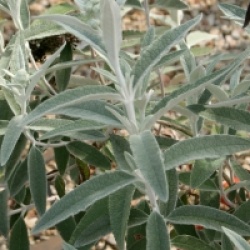Buddleja davidii Silver Anniversary �