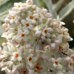 Buddleja davidii Silver Anniversary �