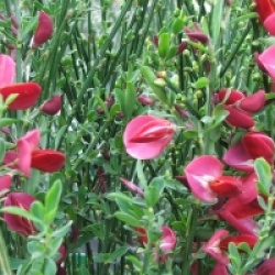 Cytisus 'Boskoop Ruby'