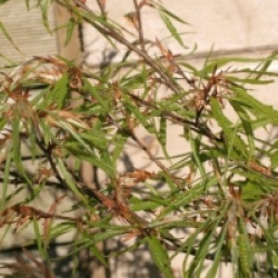 Fagus sylvatica 'Mercedes'