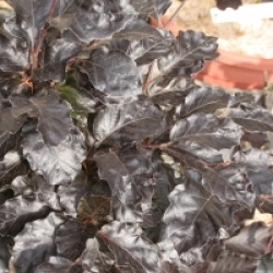 Fagus sylvatica 'Purpurea Nana'