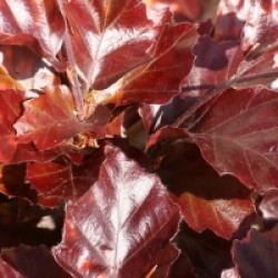 Fagus sylvatica 'Purpurea Nana' - H�tre pourpre nain
