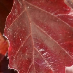 Fagus sylvatica 'Purpurea Nana'
