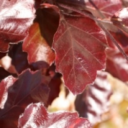 Fagus sylvatica 'Purpurea Nana'