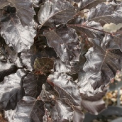 Fagus sylvatica 'Purpurea Nana'