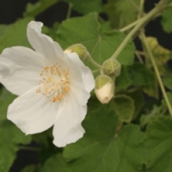 Abutilon vitifolium 'Album'