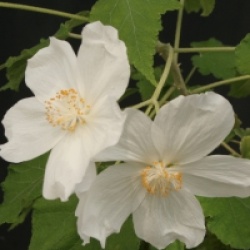 Abutilon vitifolium 'Album'
