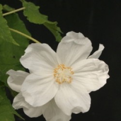Abutilon vitifolium 'Album' - Abutilon vitifolium � fleur blanche