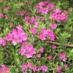 Rhododendron 'Amoena'