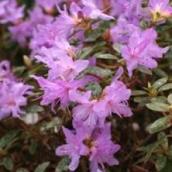 Rhododendron 'Moerheim' - Rhododendron nain Moerheim