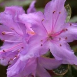 Rhododendron 'Moerheim'