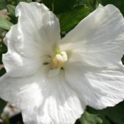 Hibiscus syriacus 'William R. Smith' - Hibiscus William R. Smith