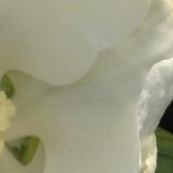 Hibiscus syriacus 'William R. Smith'