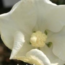 Hibiscus syriacus 'William R. Smith'