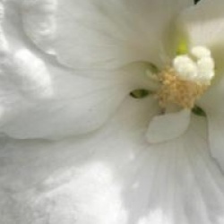 Hibiscus syriacus 'William R. Smith'