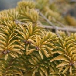 Abies nordmanniana 'Golden Spreader'
