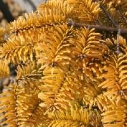 Abies nordmanniana 'Golden Spreader' - Sapin du Caucase dor�