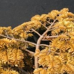 Abies nordmanniana 'Golden Spreader'