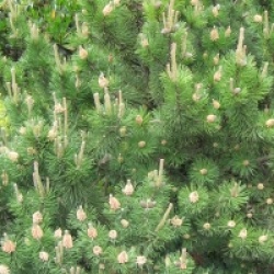 Pinus mugo var. mughus 