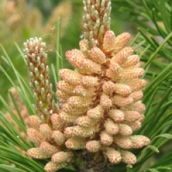 Pinus mugo var. mughus  - Pin des montagnes nain