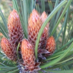 Pinus heldreichii leucodermis 'Compact Gem'
