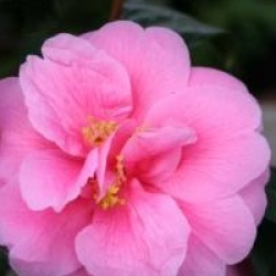 Camellia 'Inspiration'