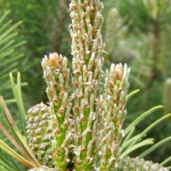 Pinus mugo 'Humpy' - Pin nain Humpy