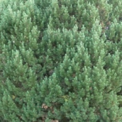 Pinus mugo 'Mops'