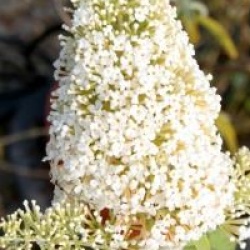 Buddleja davidii 'White Profusion'