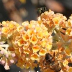 Buddleja x weyeriana 'Sungold'
