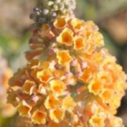 Buddleja x weyeriana 'Sungold'