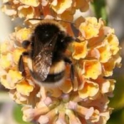 Buddleja x weyeriana 'Sungold'
