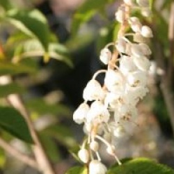 Clethra delavayi