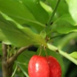 Cornus mas 'Aurea'  - Cornouiller m�le dor�