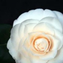 Camellia japonica 'Ave Maria' - Cam�lia du Japon Av� Maria