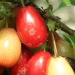 Cornus mas 'Matador'