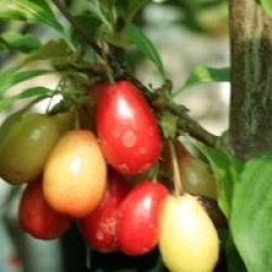 Cornus mas 'Matador'