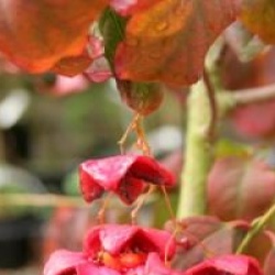 Euonymus maximowiczianus 