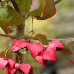 Euonymus maximowiczianus 