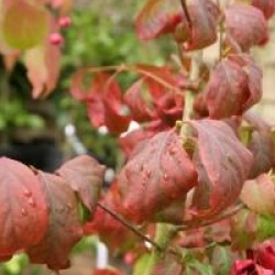 Euonymus maximowiczianus 