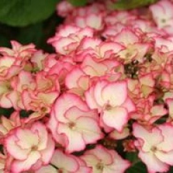Hydrangea macrophylla 'Sabrina' � - Hortensia Sabrina 