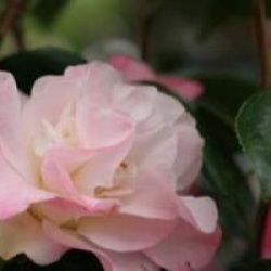 Camellia japonica 'Ballet Dancer'