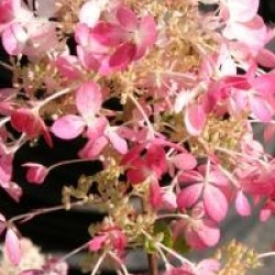 Hydrangea paniculata 'Angel's Blush'