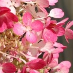 Hydrangea paniculata 'Angel's Blush'