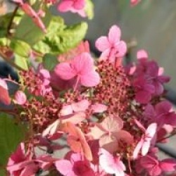 Hydrangea paniculata 'Wim's Red'